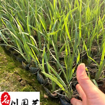香蒲基地直供成都水生植物批发香蒲杯苗价格量大价优