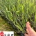 香蒲基地直供成都水生植物批发香蒲杯苗价格量大价优
