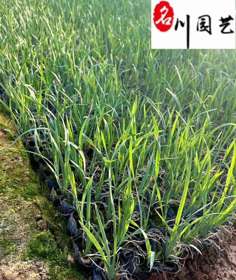 香蒲基地直供成都水生植物批发香蒲杯苗价格量大价优