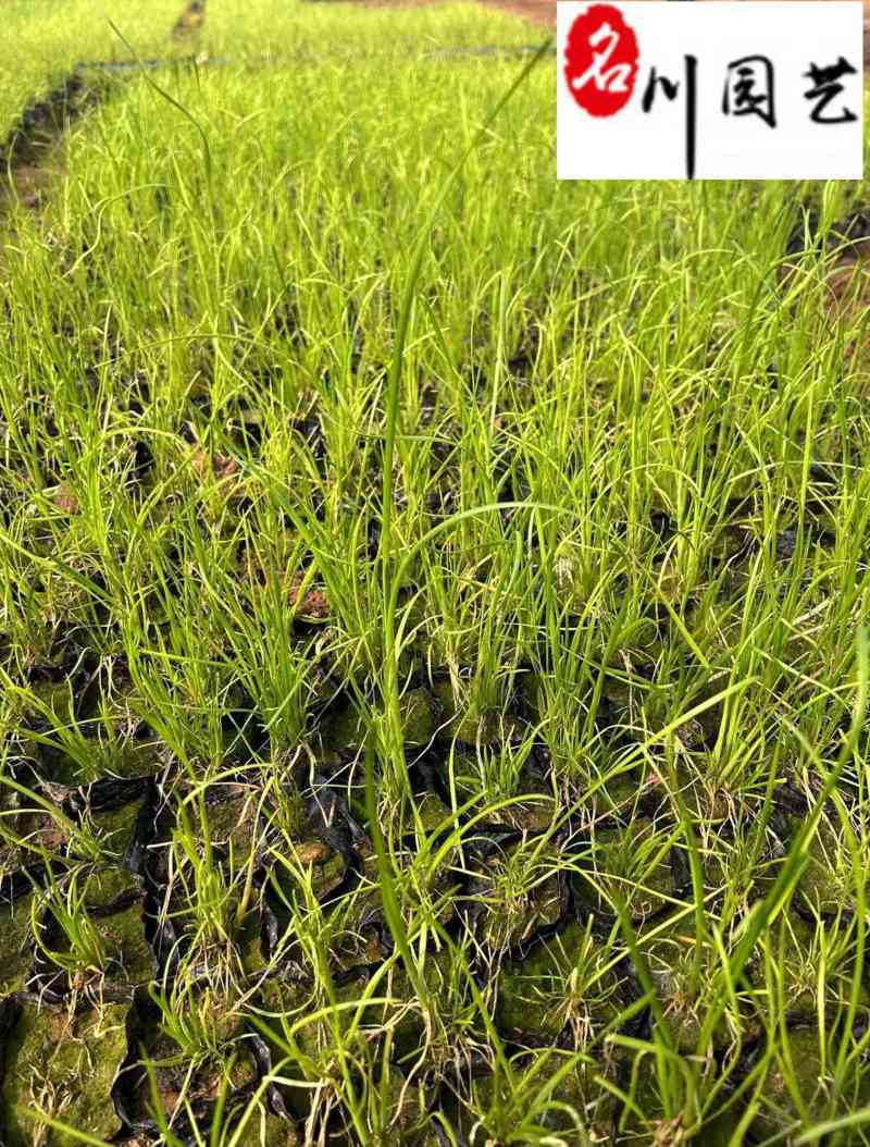 香蒲基地直供成都水生植物批发香蒲杯苗价格量大价优