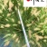小兔子狼尾草批发地被花境庭院观赏草成都基地直供