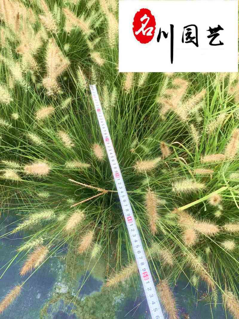 小兔子狼尾草批发地被花境庭院观赏草成都基地直供