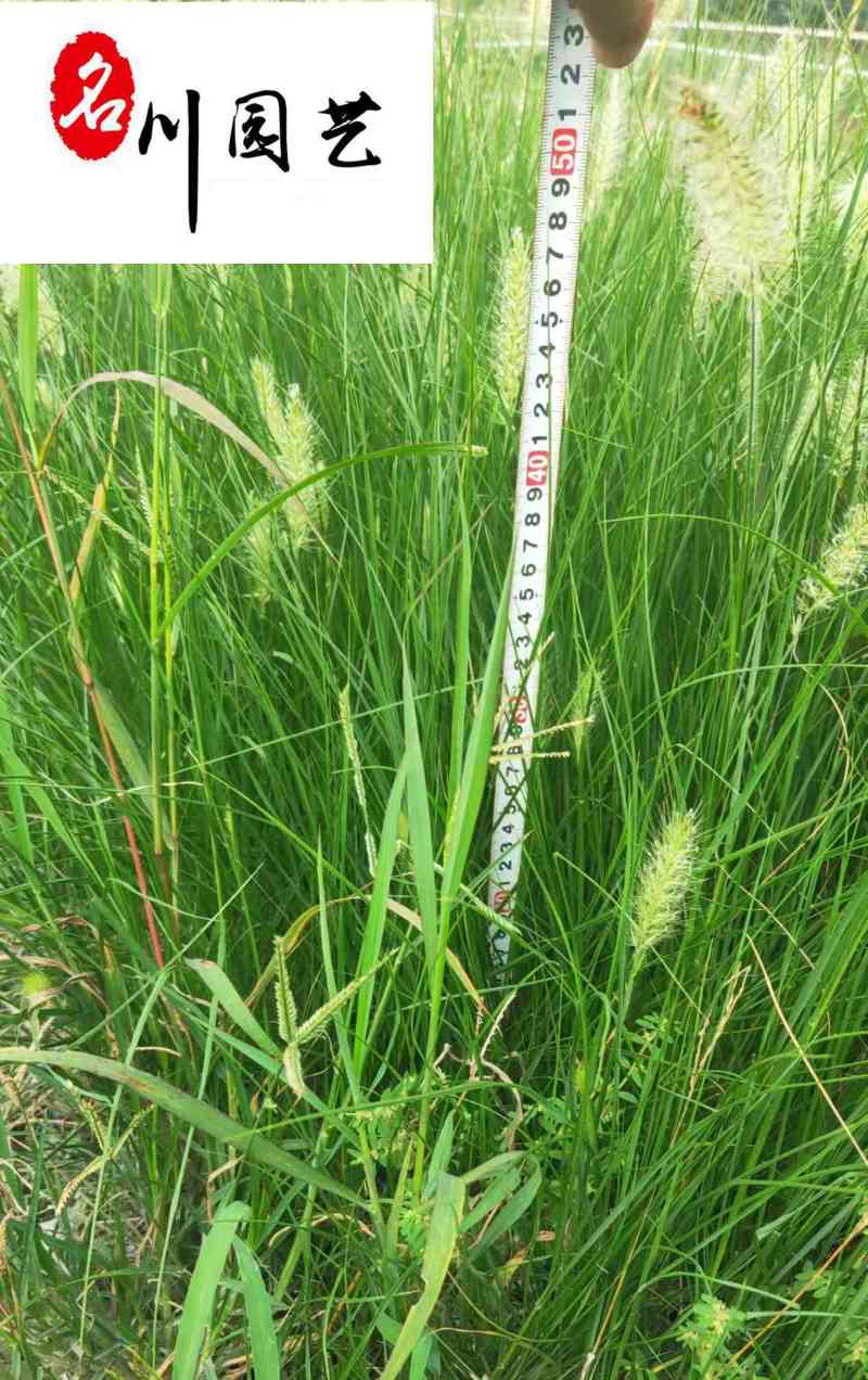 小兔子狼尾草批发地被花境庭院观赏草成都基地直供