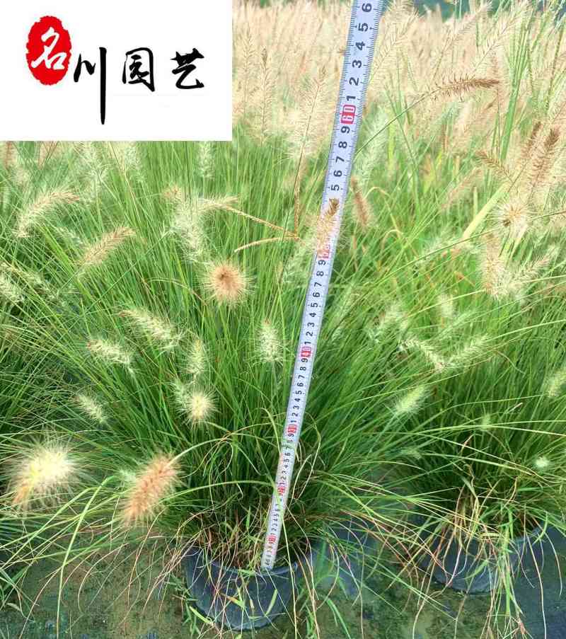 小兔子狼尾草批发地被花境庭院观赏草成都基地直供