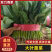 山东聊城大叶菠菜产地直发货源充足价格优惠新鲜发货量大价优