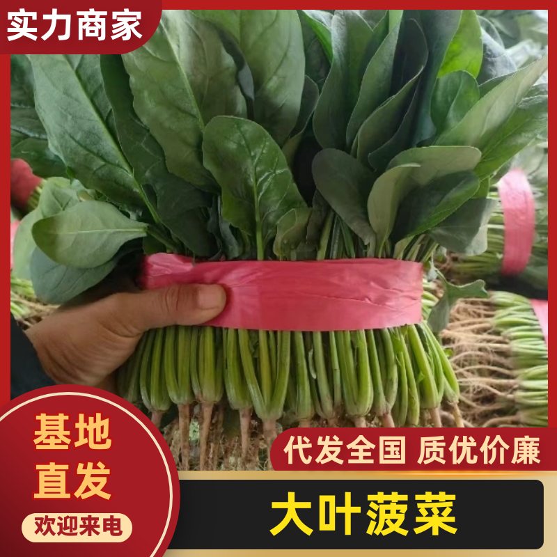 山东聊城大叶菠菜产地直发货源充足价格优惠新鲜发货量大价优