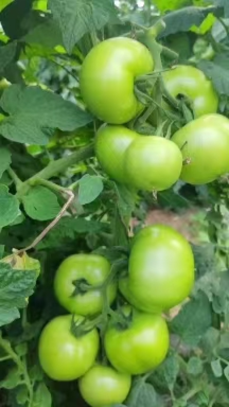 热卖西红柿青番茄基地直销量大质优价格优惠一手货源