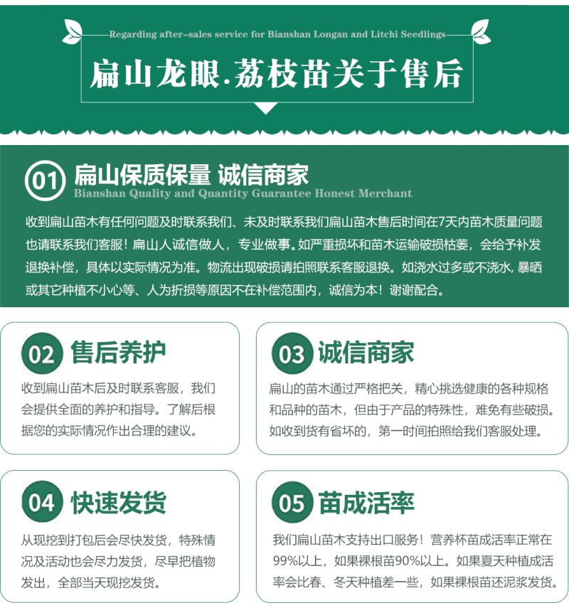 福建带花苞妃子笑荔枝树苗批发今年挂果马贵荔枝中杯苗1米