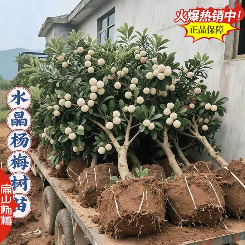 又大又黑的湖北杨梅苗新品种白水晶小大黑炭小杯苗40CM