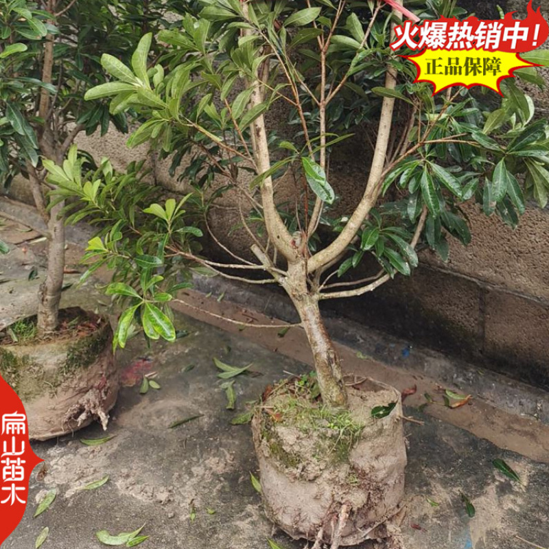 又大又黑的湖北杨梅苗新品种白水晶小大黑炭小杯苗40CM