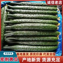 【精选】河南商丘专业代收密刺黄瓜青瓤产地直发