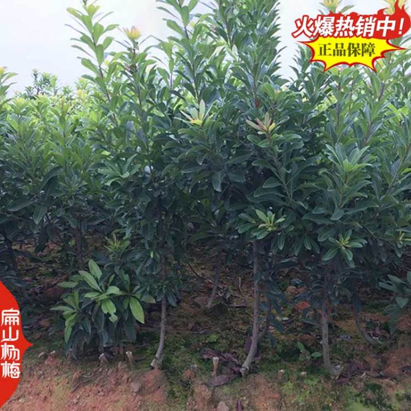 棒棒糖树型杨梅苗福建高杆丛生高压绿化杨梅批发8万珠