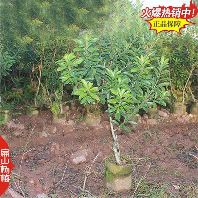 福建东魁杨梅树小杯苗基地杨梅苗批发30-40CM