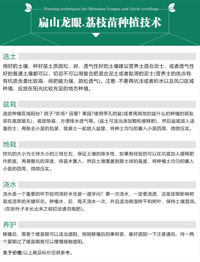 泰国晚熟进口荔枝苗早熟无核糯米糍台湾荔枝苗批发1.5M