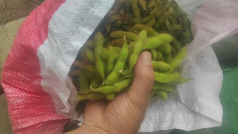 【源头直采】山东毛豆大青豆稳定供货欢迎来电咨询