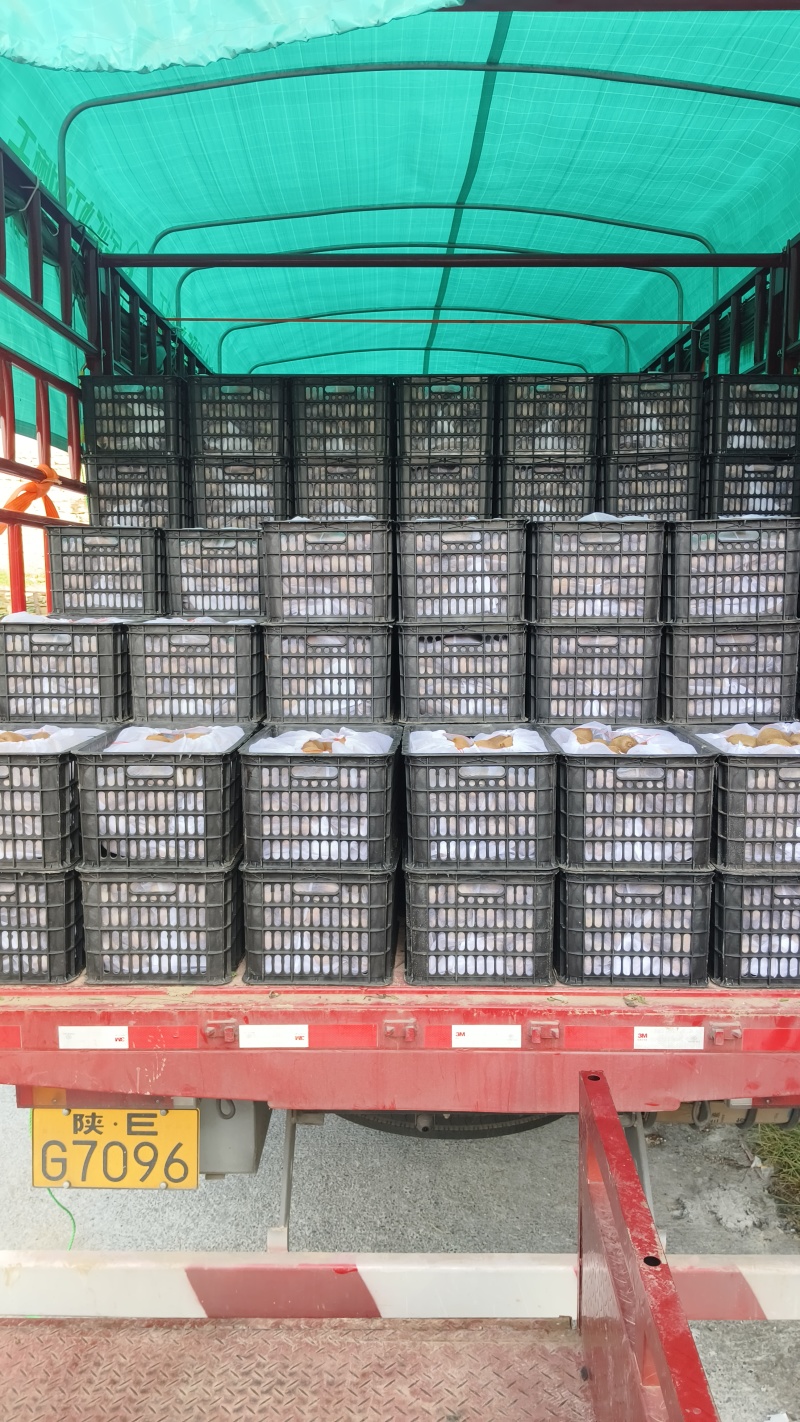 湖南湘西凤凰精品米良一号猕猴桃产地果园直发。