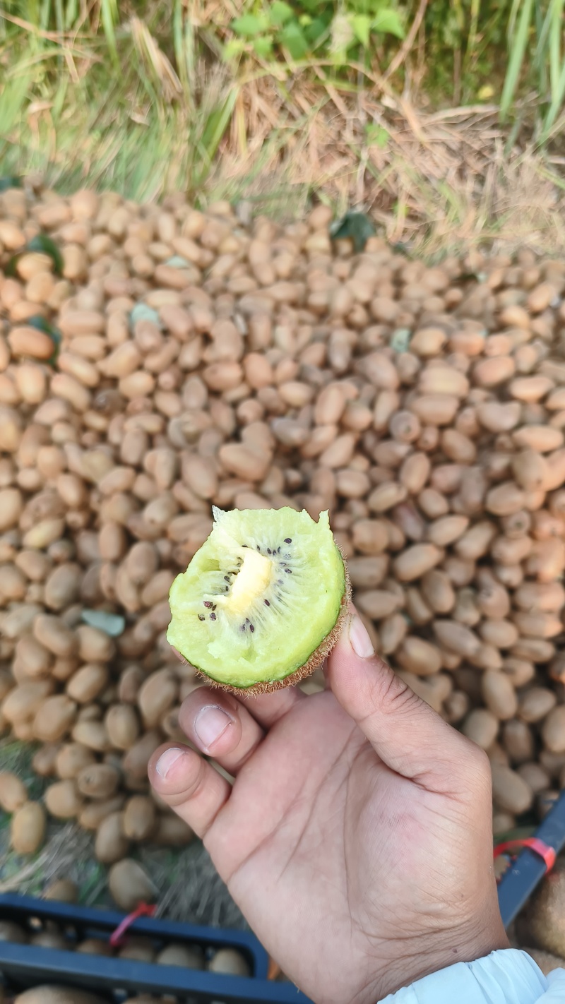 猕猴桃米良1号大量现货供应，产地一手货源，对接全国市场