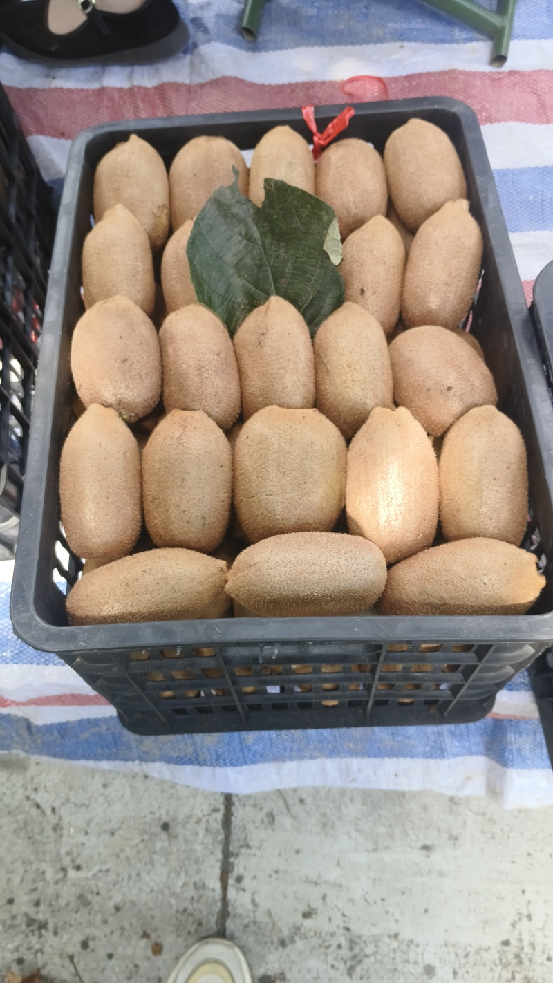 猕猴桃米良1号大量现货供应，产地一手货源，对接全国市场
