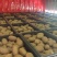 湖南湘西凤凰米良一号猕猴桃已大量上市中。正在发货中……