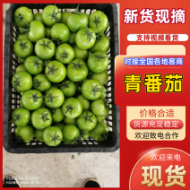 热卖西红柿青番茄基地直销量大质优价格优惠一手货源