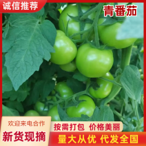 新鲜西红柿青番茄口感鲜美，营养丰富，健康生活从这里开始