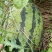 《甜王西瓜》广西西瓜/桂林西瓜/无籽西瓜/全国供应批发