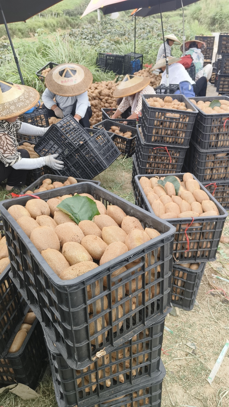 猕猴桃米良一号产地直发大量上市，大量提供电商、市场、超市
