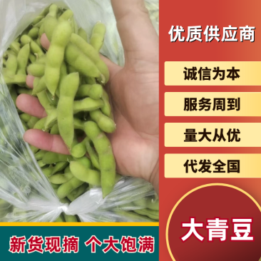 【源头直采】山东毛豆大青豆稳定供货欢迎来电咨询