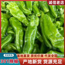 电商大棚辣椒上蔡县301鲜辣椒尖椒线椒苏椒螺丝椒各种辣椒