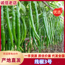 [牛商]上蔡县大棚泡椒青椒3号线椒苏椒电商市场全国发货