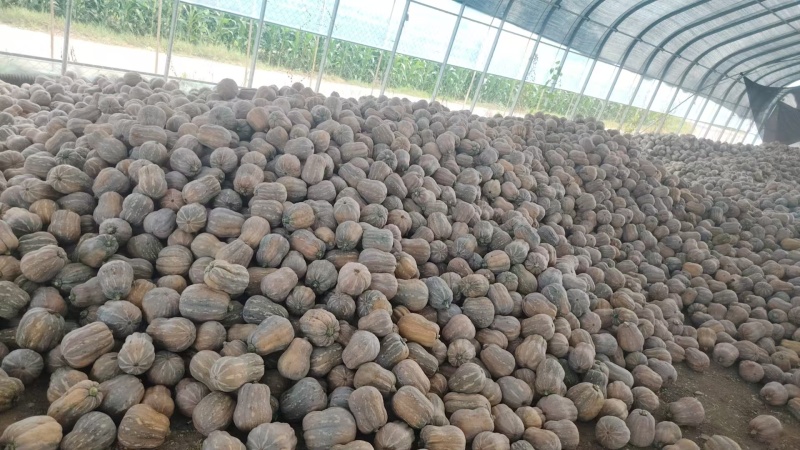 【实力热卖】河南金香南瓜软糯香甜对接全国市场量大从优热卖