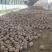 河南小金香南瓜软糯香甜新鲜上市价格美丽质量好走货快热卖中