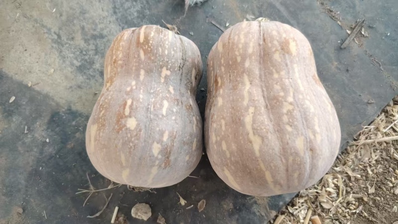 河南小金香南瓜软糯香甜新鲜上市价格美丽质量好走货快热卖中