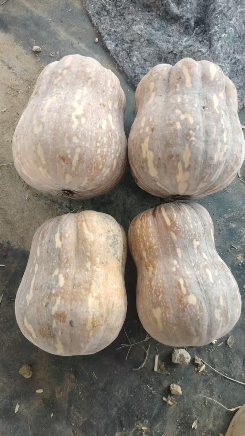 河南小金香南瓜软糯香甜新鲜上市价格美丽质量好走货快热卖中