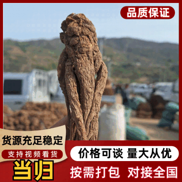 中华当归甲天下，岷县当归甲中华。#岷归片