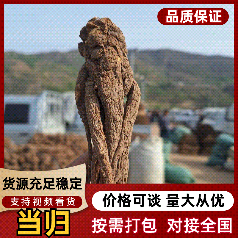 中华当归甲天下，岷县当归甲中华。#岷归片