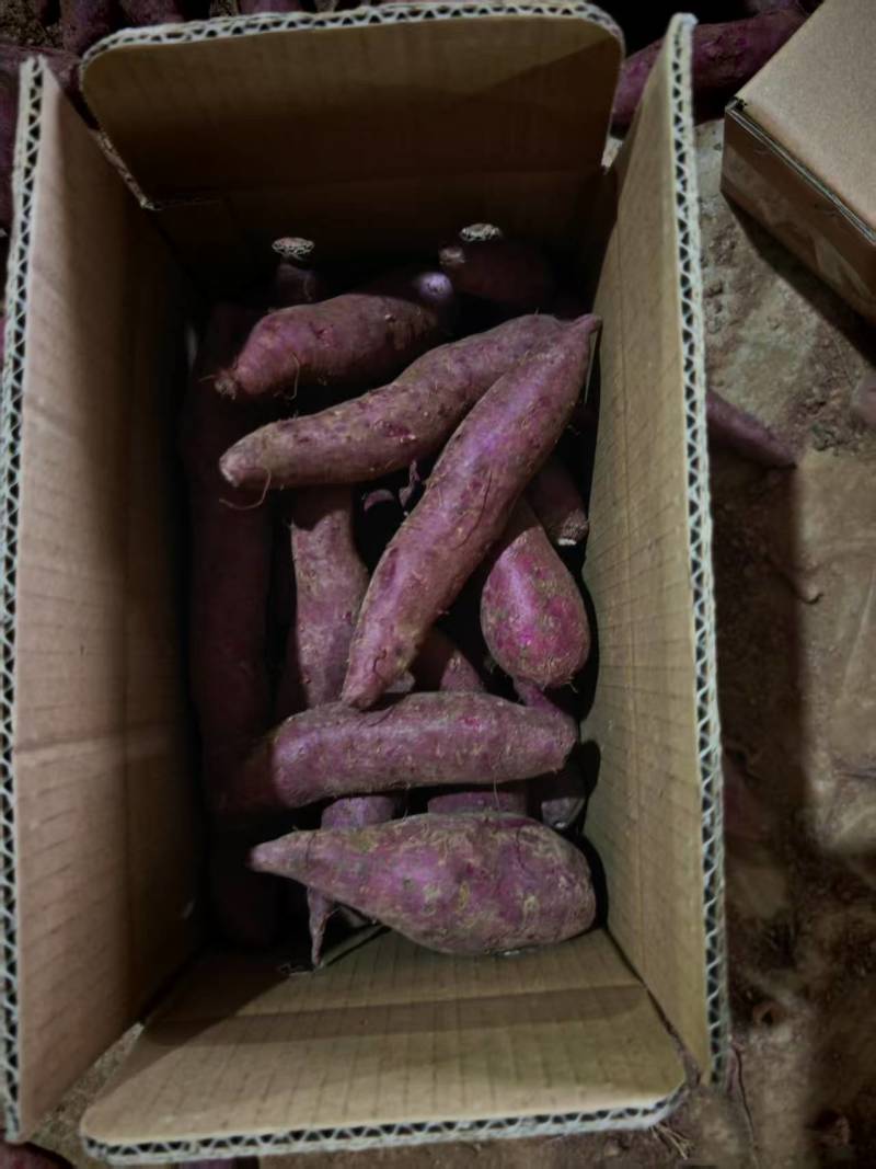 湖北红薯精品紫薯基地一手货源对接市场商超可视频