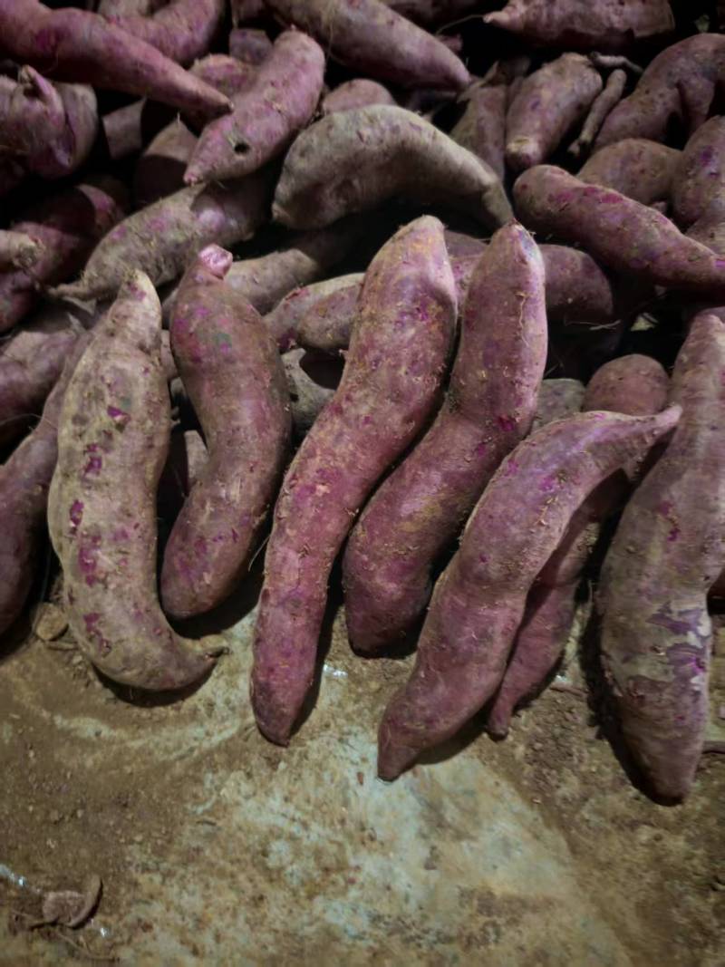 湖北红薯精品紫薯基地一手货源对接市场商超可视频