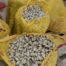 白沙花生都有粒粒饱满颗颗首选干净无杂按需分拣打包