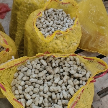 白沙花生都有粒粒饱满颗颗首选干净无杂按需分拣打包