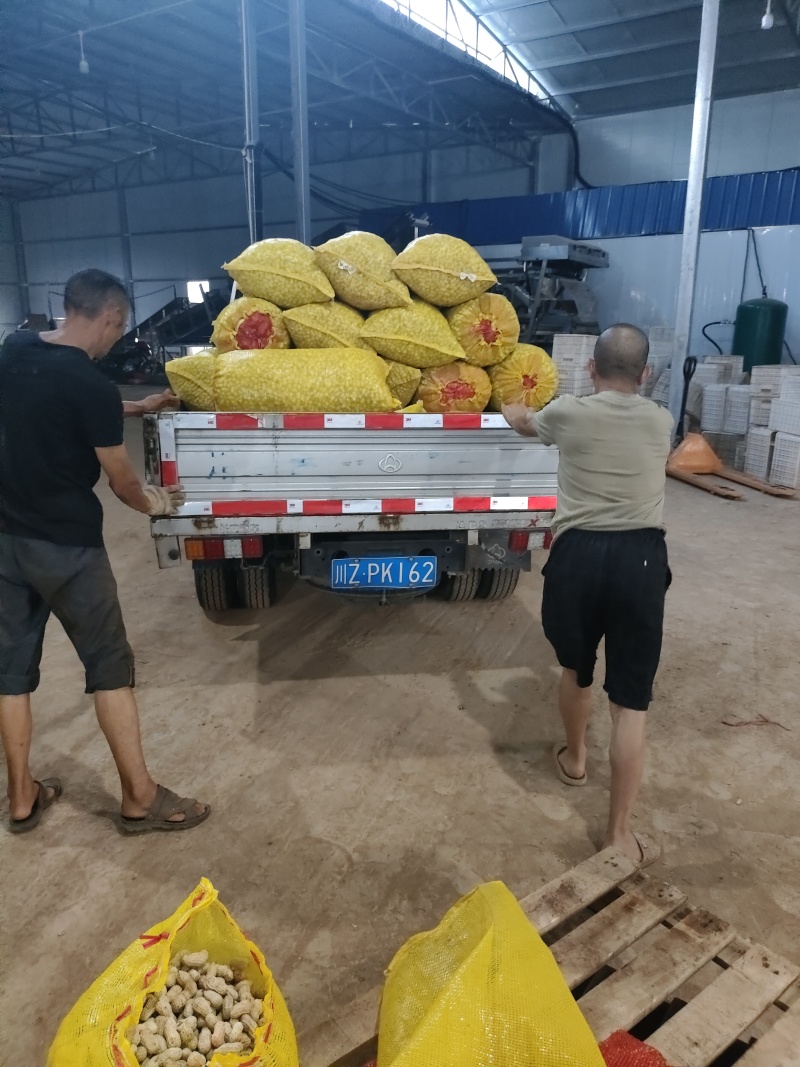 白沙花生都有粒粒饱满颗颗首选干净无杂按需分拣打包