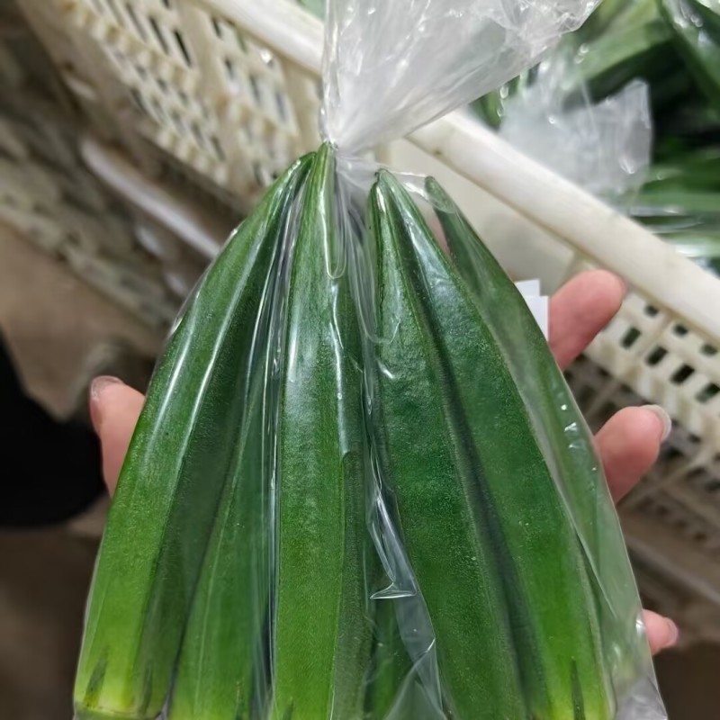 晶葵9号水果秋葵种子进口杂交水果秋葵不易黄尖萼片新鲜