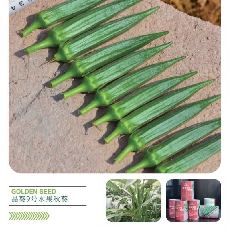 晶葵9号水果秋葵种子进口杂交水果秋葵不易黄尖萼片新鲜