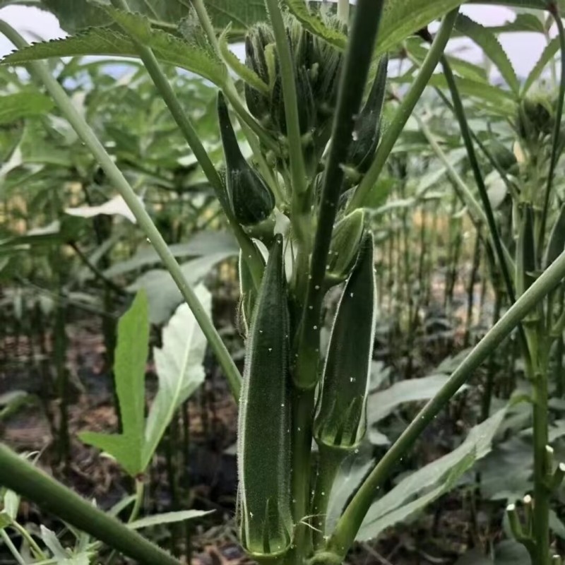 晶葵9号水果秋葵种子进口杂交水果秋葵不易黄尖萼片新鲜