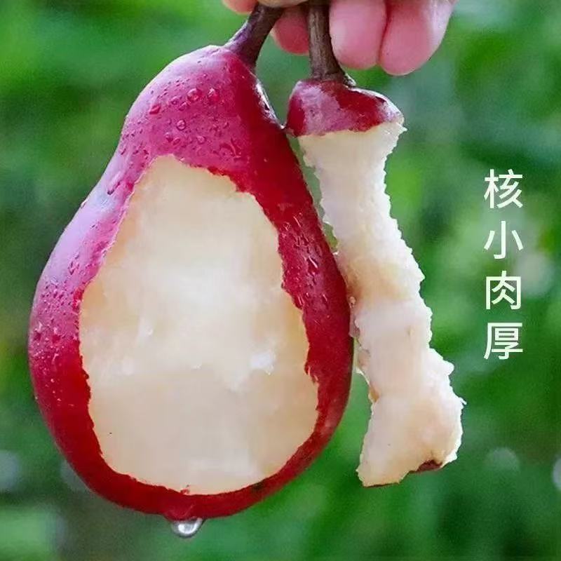 山西红啤梨一件代发产地直发一手货源对接各大电商平台