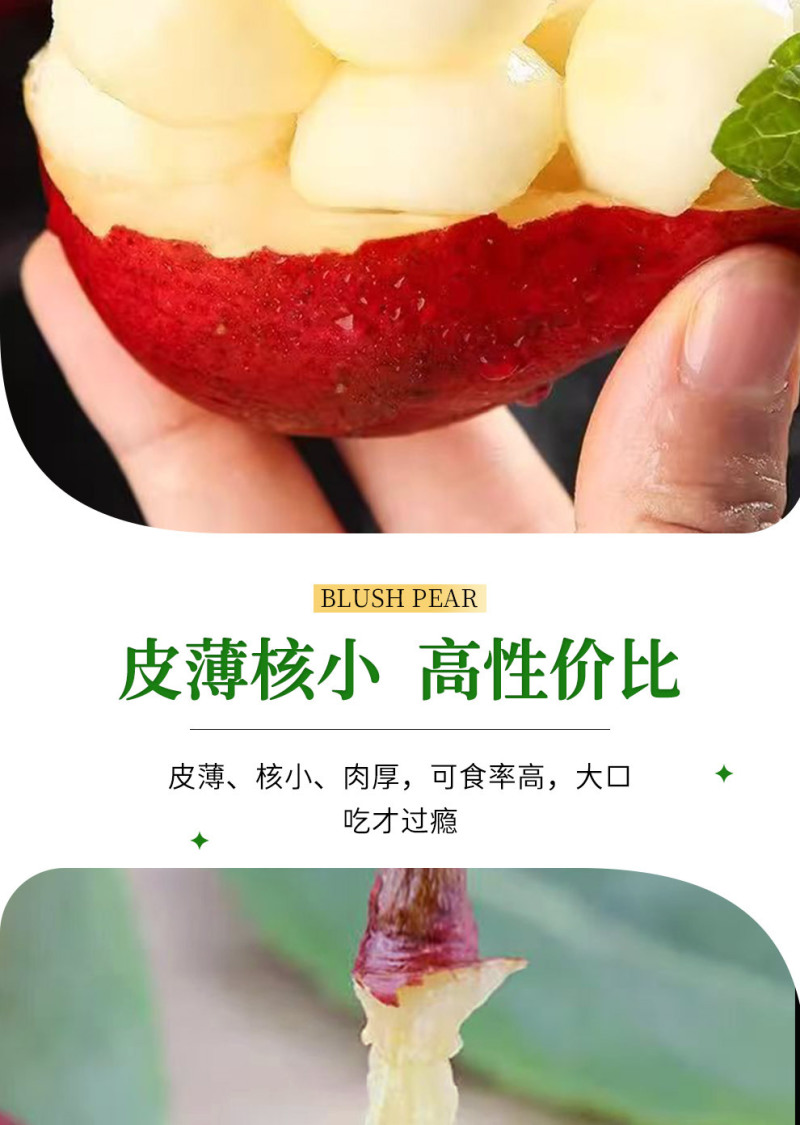 山西红啤梨一件代发产地直发一手货源对接各大电商平台