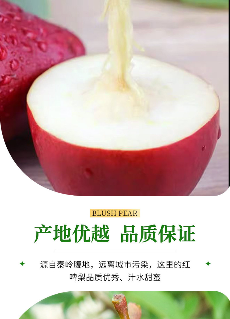 山西红啤梨一件代发产地直发一手货源对接各大电商平台