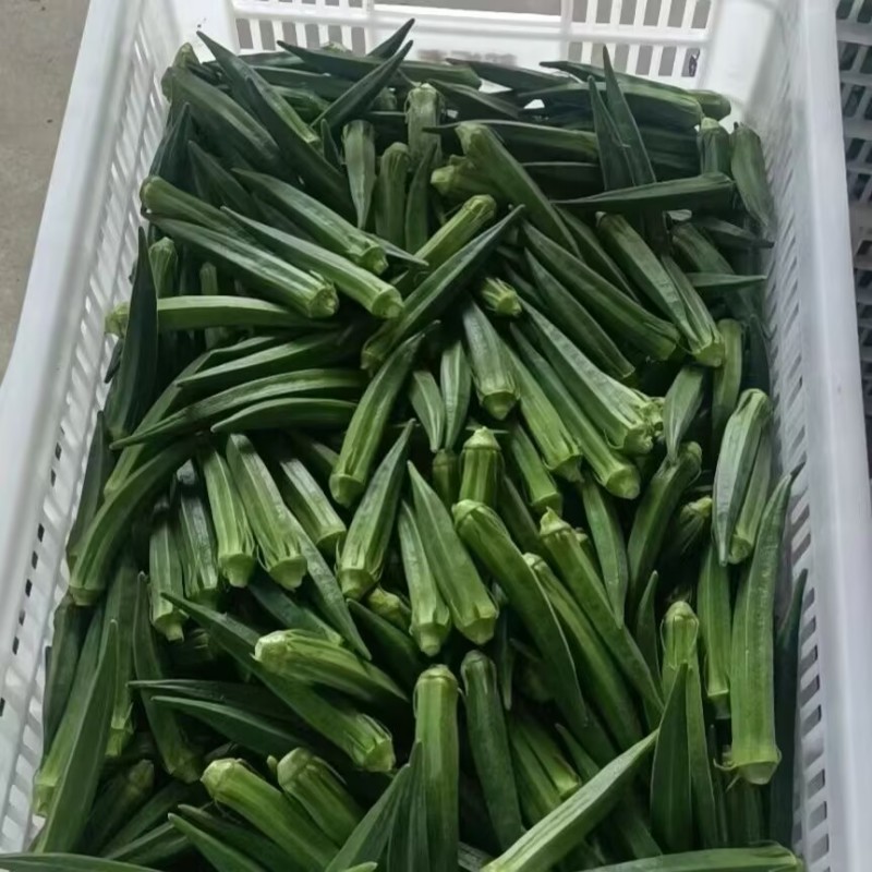 日本超霸水果秋葵种子杂交进口品种浓绿色色泽亮丽