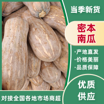 蜜本南瓜荆州产区直发，规格齐全，品质好价格高可视频看货