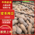 广西蜜本南瓜大量现货供应，规格齐全品，对接电商市场批发商